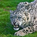 slides/_MG_7937.jpg wildlife, feline, big cat, cat, predator, fur, spot, snow, leopard, eye, steel, fang WBCW46 - Snow Leopard